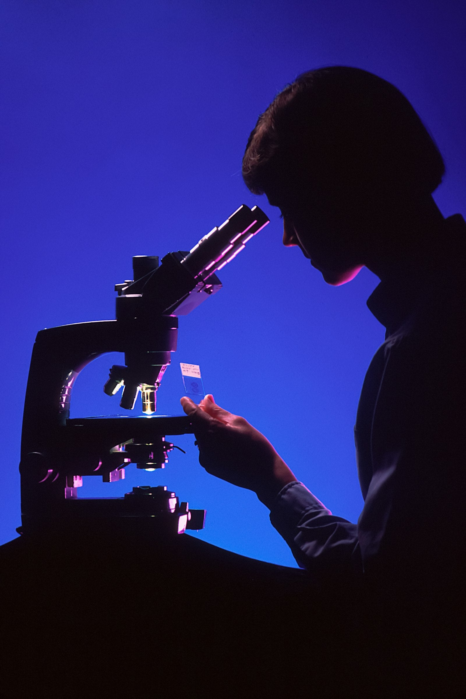Mécanisme cellulaire : NF-κB et inflammation hivernale Image